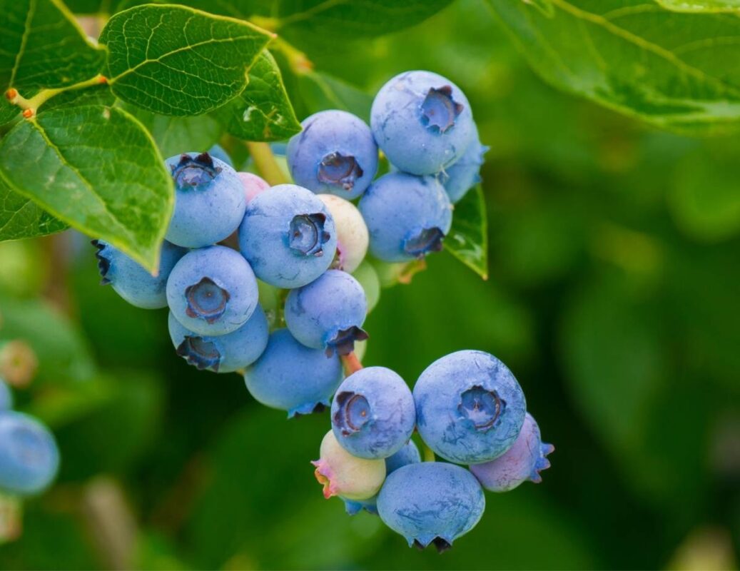 Borůvka (Vaccinium myrtillus) - neuvěřitelné terapeutické účinky na trávicí systém a oči