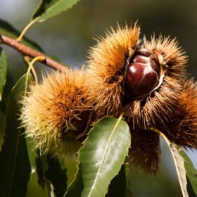 Jírovec maďal (Aesculus hippocastanum) – co to je a k čemu se používá