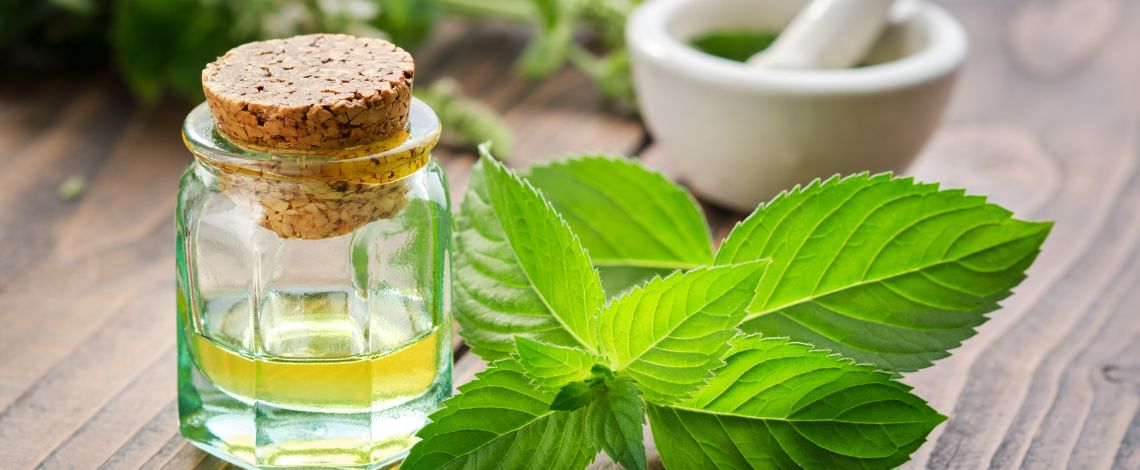 Máta peprná – esenciální olej z máty peprné a jeho přínosy
