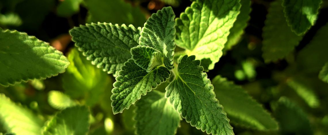 Máta peprná