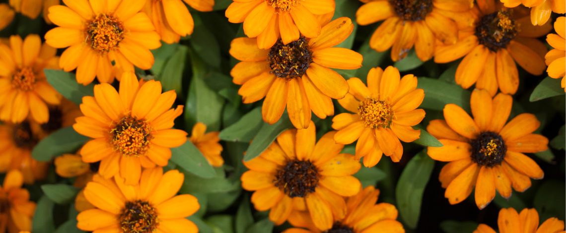 Měsíček lékařský (Calendula officinalis) – co to je a jaké má vlastnosti