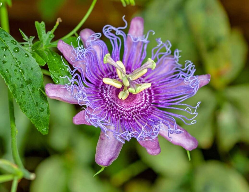 Léčivá mučenka (Passiflora incarnata)