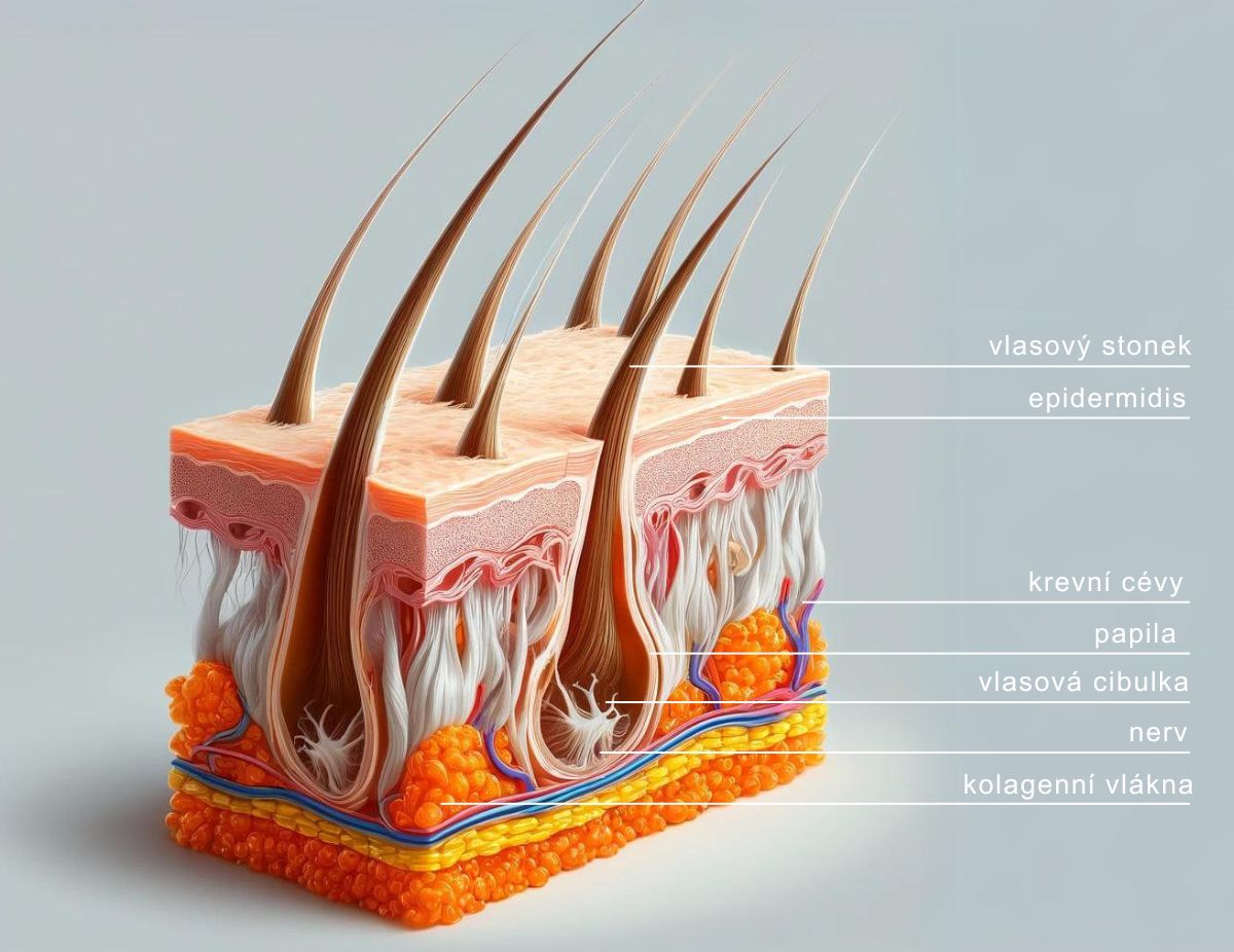 Ilustrativní znázornění struktury vlasového stvolu a přítomnosti kolagenu v podpůrných tkáních (zbarvených
