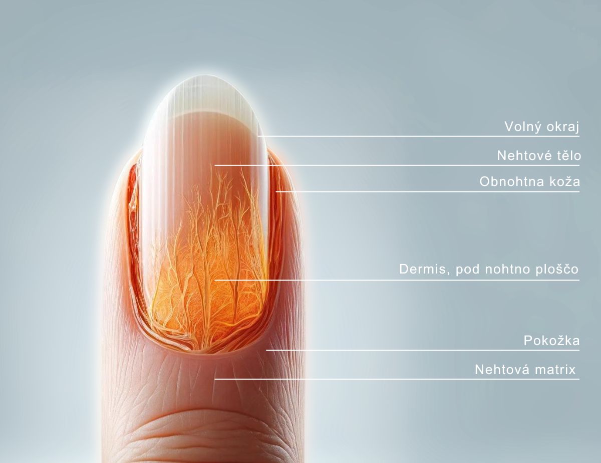 Struktura nehtů